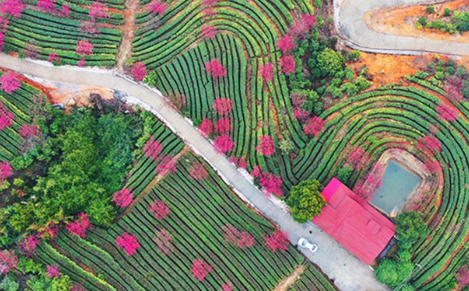 The cherry blossoms in the tea garden are in full bloom